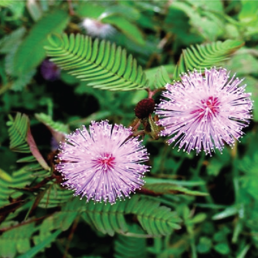AKOBIOL HGL MIMOSA - Chiết xuất Cây Trinh nữ